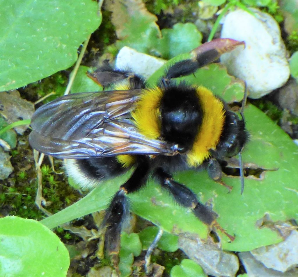 Apidae Bombini: Bombus (Megabombus) hortorum (cfr.)